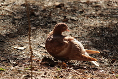 Columba livia domestica