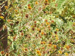 Tetragonotheca texana