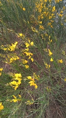 Spartium junceum