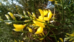Spartium junceum