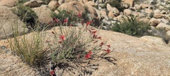 Ipomopsis tenuifolia