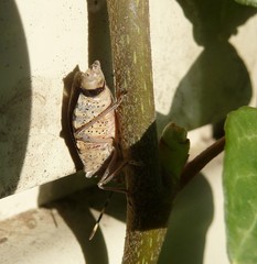 Rhaphigaster nebulosa