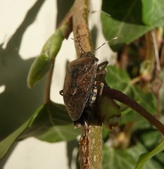 Rhaphigaster nebulosa