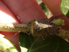 Rhaphigaster nebulosa