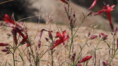 Ipomopsis tenuifolia