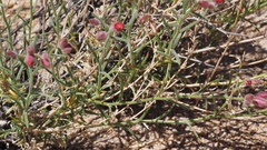Ipomopsis tenuifolia