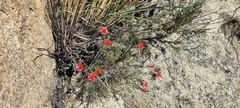 Ipomopsis tenuifolia