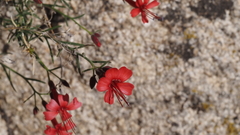 Ipomopsis tenuifolia