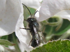 Osmia