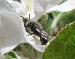 Osmia