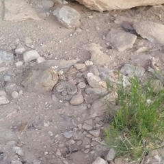 Crotalus oreganus concolor