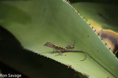 Anolis armouri