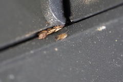 Metopininae
