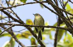 Phylloscartes kronei