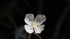 Clarkia epilobioides