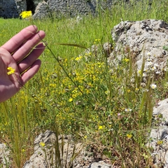 Bunias erucago