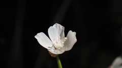 Clarkia epilobioides