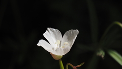 Clarkia epilobioides