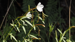 Clarkia epilobioides
