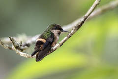 Lophornis chalybeus