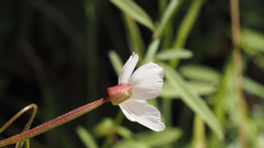Clarkia epilobioides