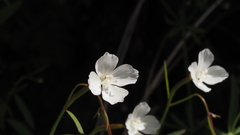 Clarkia epilobioides