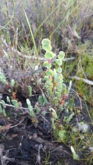 Cliffortia phyllanthoides