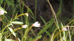 Clarkia epilobioides
