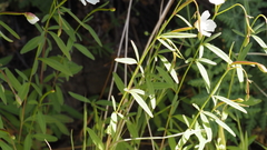 Clarkia epilobioides