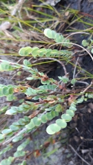 Cliffortia phyllanthoides