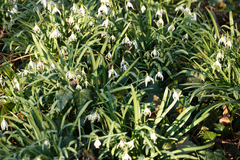 Galanthus nivalis