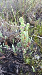 Cliffortia phyllanthoides