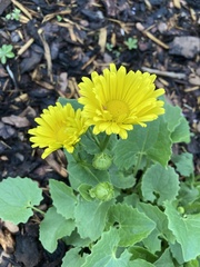 Doronicum columnae