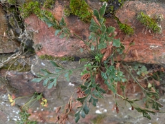 Asplenium ruta-muraria