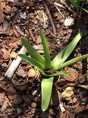 Hyacinthus orientalis