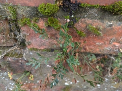 Asplenium ruta-muraria