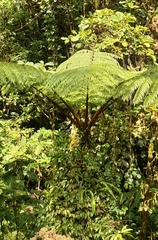 Sphaeropteris lepifera