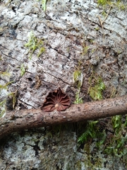 Anthracophyllum