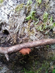 Anthracophyllum