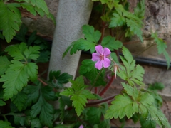 Geranium robertianum