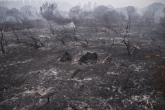 Staberoha distachyos