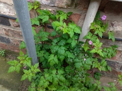 Geranium robertianum