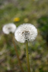 Taraxacum officinale
