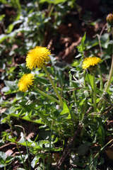 Taraxacum officinale