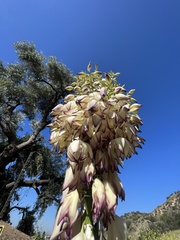 Hesperoyucca