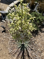 Hesperoyucca