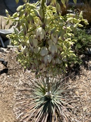 Hesperoyucca