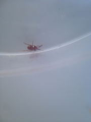 Erythraeoidea