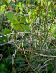Equisetum ramosissimum