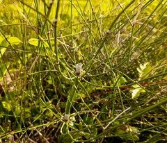 Equisetum ramosissimum